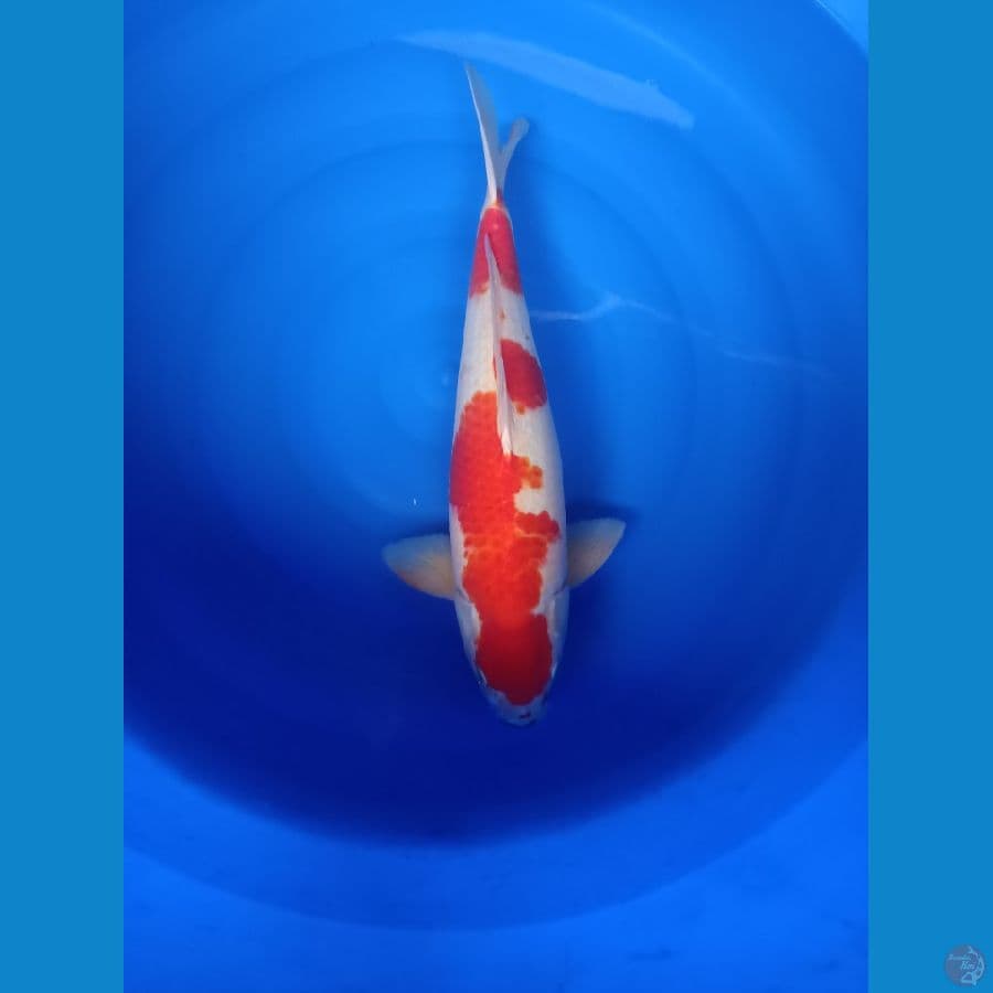 kohaku male 50 cm bulky