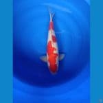 kohaku male 50 cm bulky