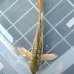Aragoke ginrin slayer.,, 22,5cm