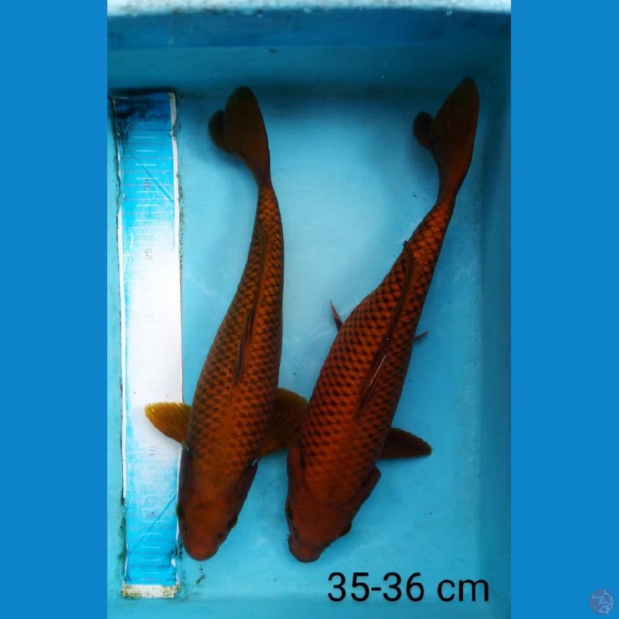 chagoi tembaga 35-36 cm