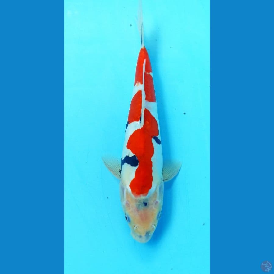 Showa doit 27cm male