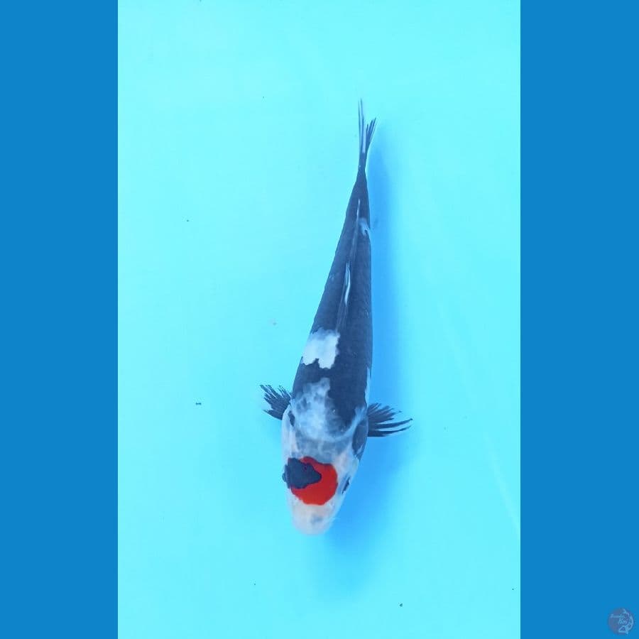 Tc showa 18cm
