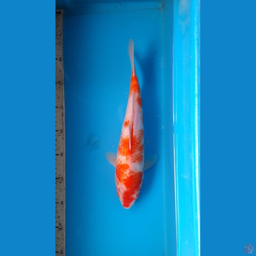 kohaku