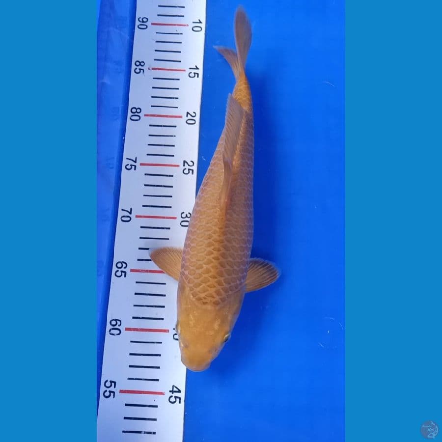 Caramel 32cm Betina