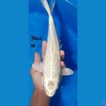 Gin Mukashi 34cm Jantan
