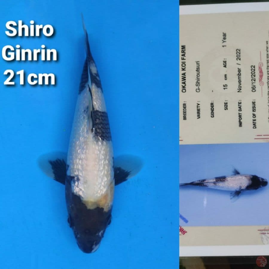 OKAWA SHIRO GINRIN 21CM SERTI