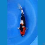 showa 35cm bulky punuk F 