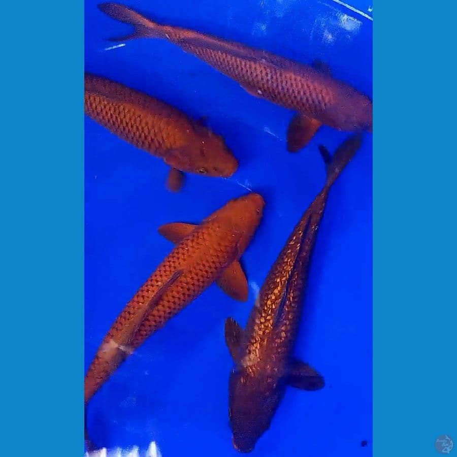paket tembaga 36-37 cm