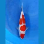 short body kohaku unique +-25 cm 