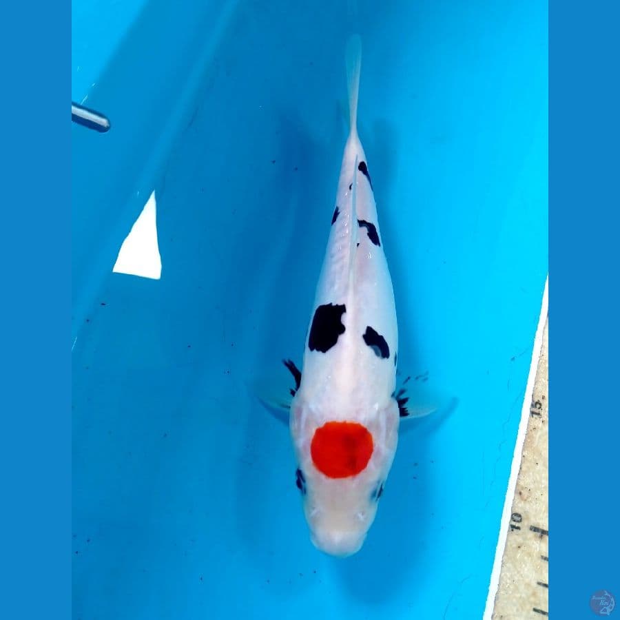 tc showa 23 cm