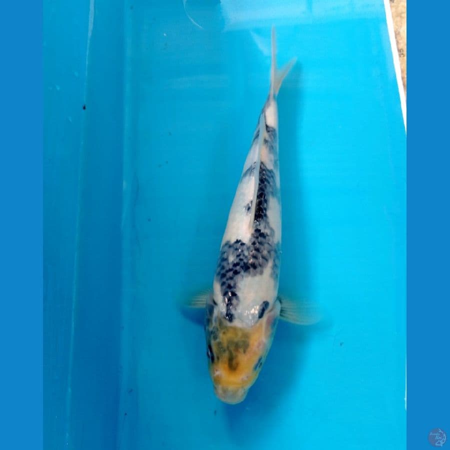 shiro 25 cm