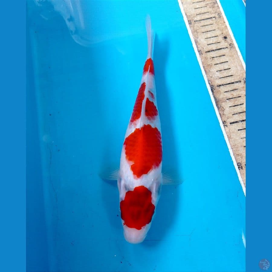 showa tategoi 25 cm 