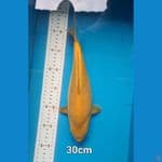 Caramel Ginrin 30 cm punuk