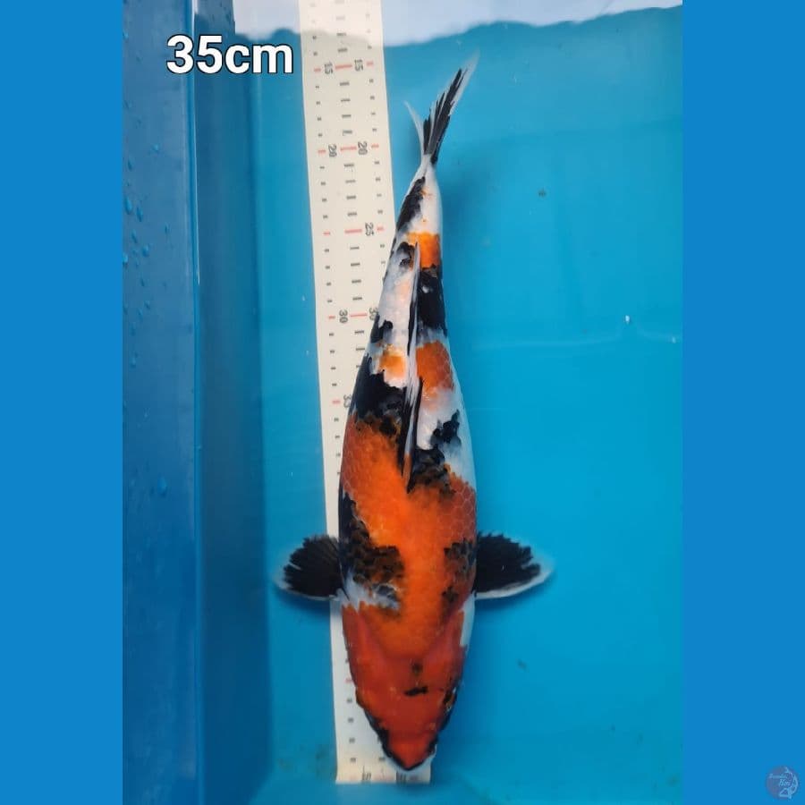 Showa 35 cm