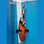 Showa 35 cm