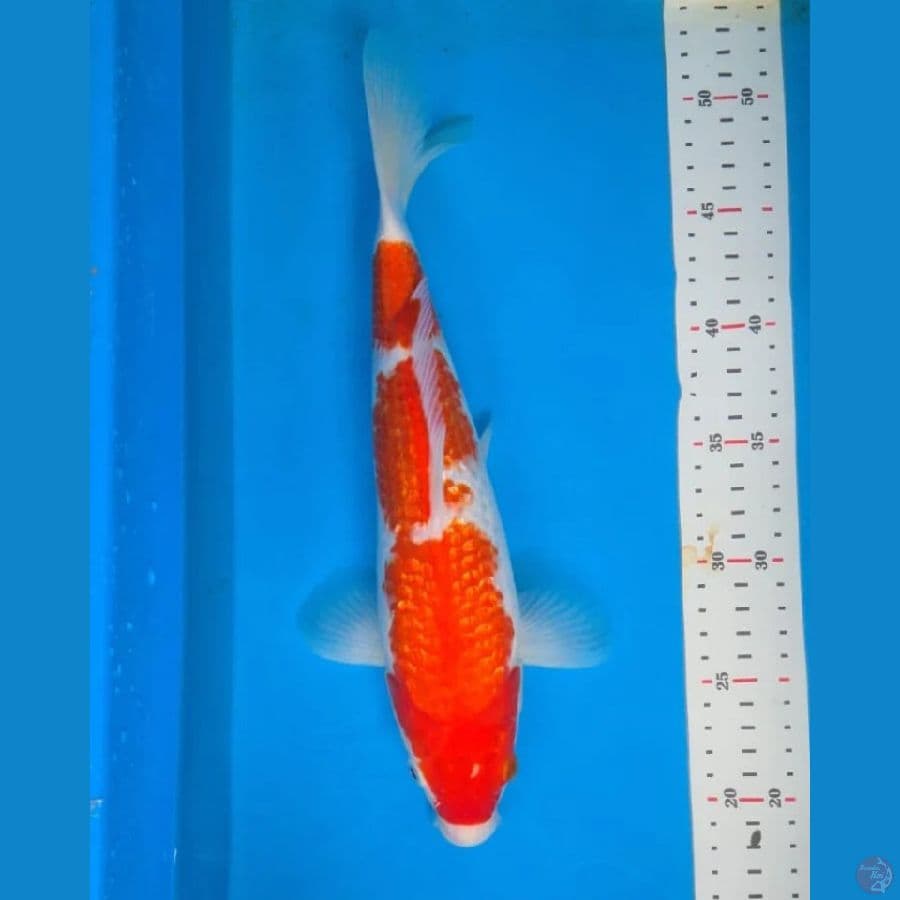 Kohaku Ginrin 30 cm