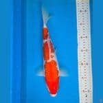Kohaku Ginrin 30 cm
