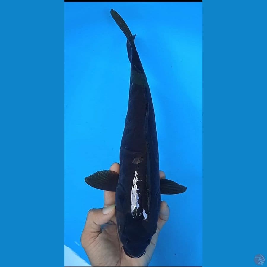 karashu doit aragoke size : 37 cm jantan