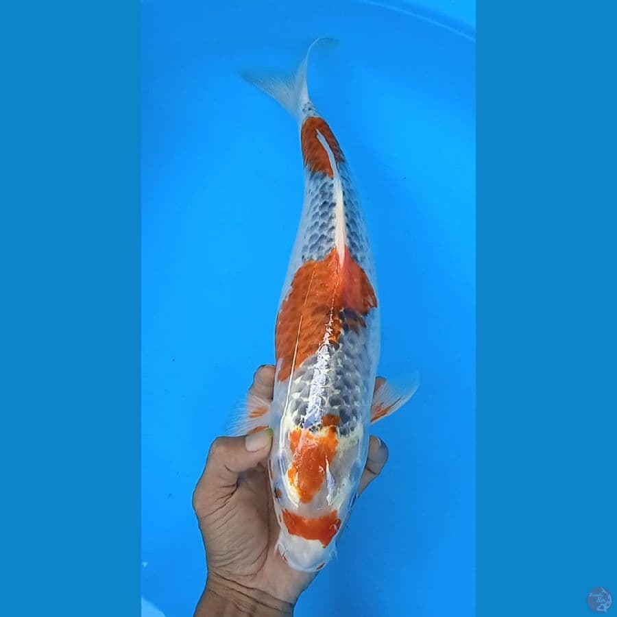 goshiki size : 39 cm