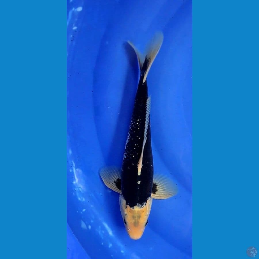 MATSUKAWABAKE  35cm