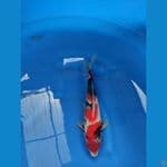 showa 28 male