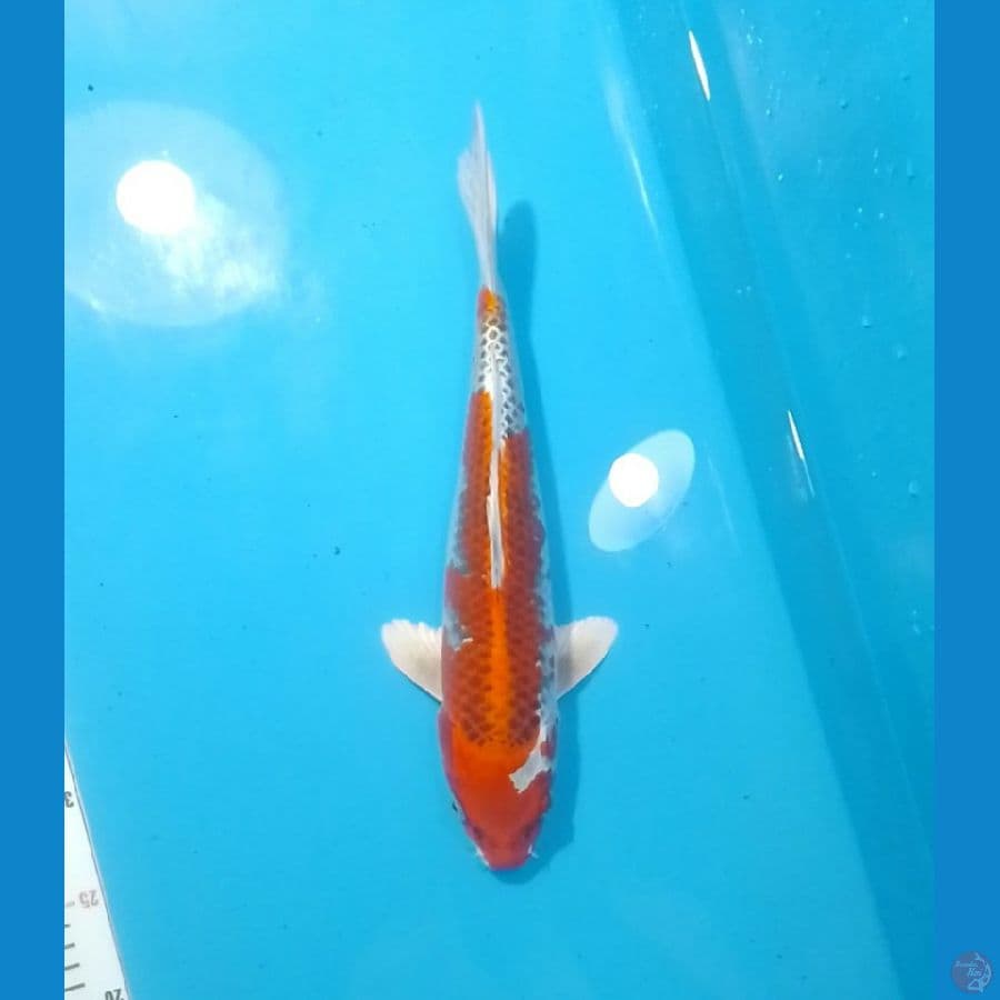 Kujaku 36cm (F)
