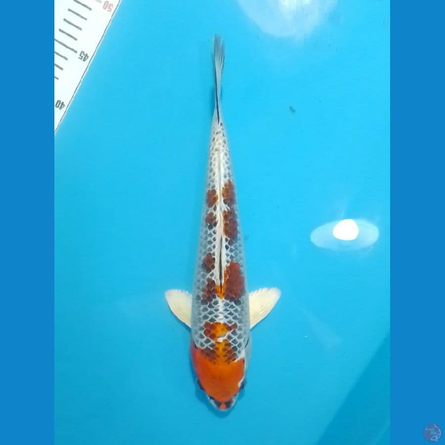 Kujaku 33cm (M)