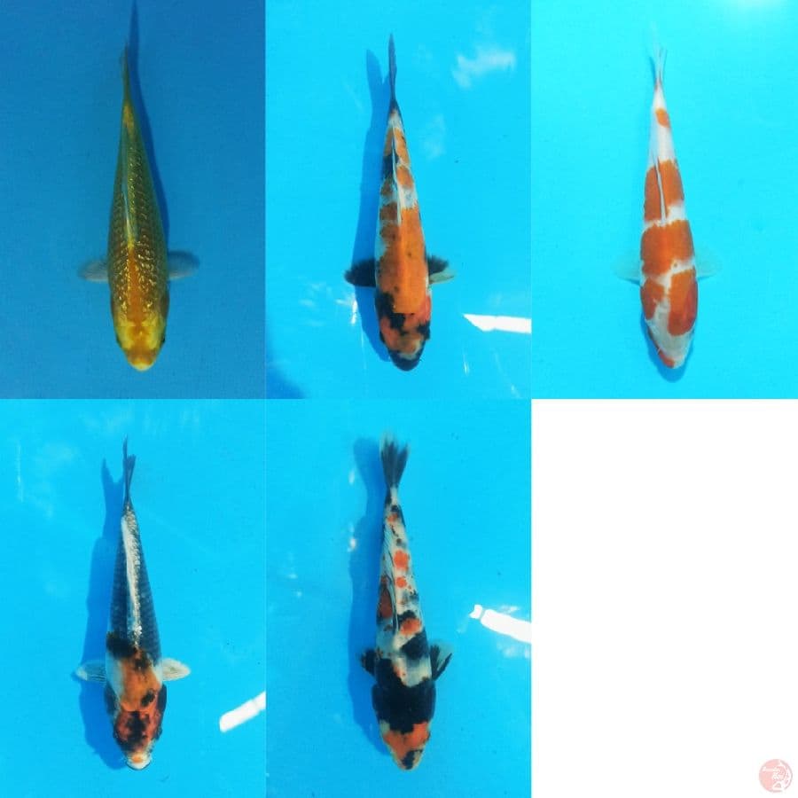 Mix 5 ekor 14-17 cm