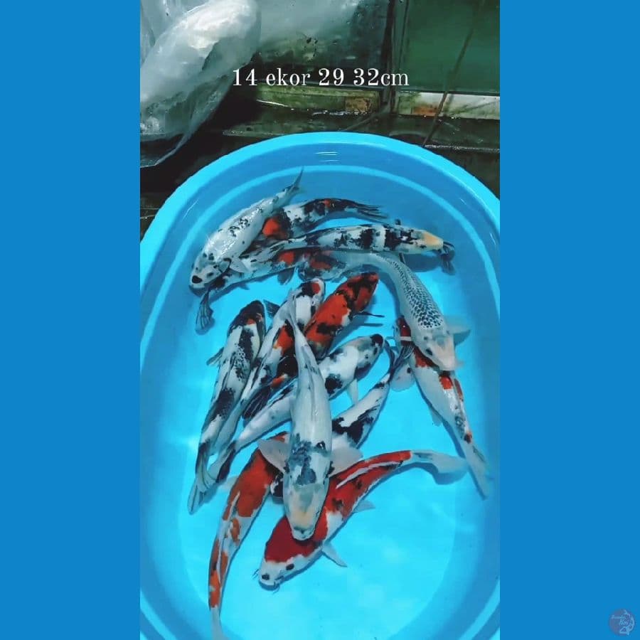 mix 14ekor 29-32cm