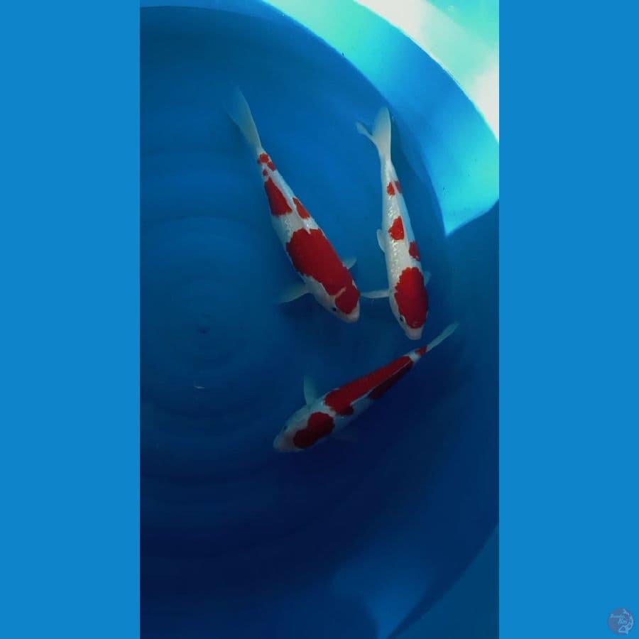 kohaku ginrin 31-35cm