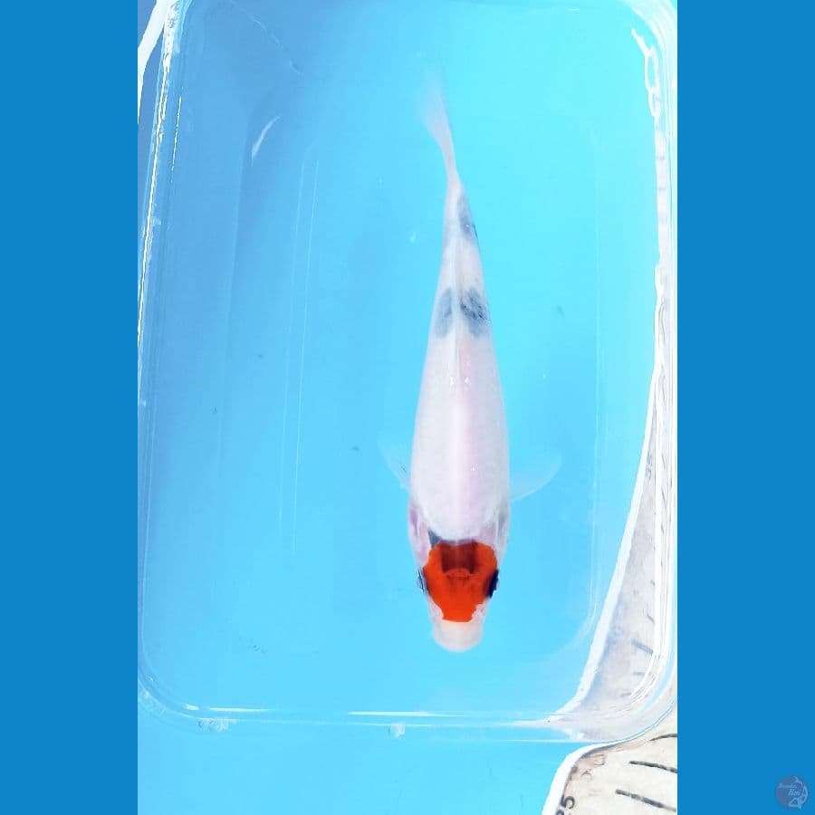 Tc showa 14cm