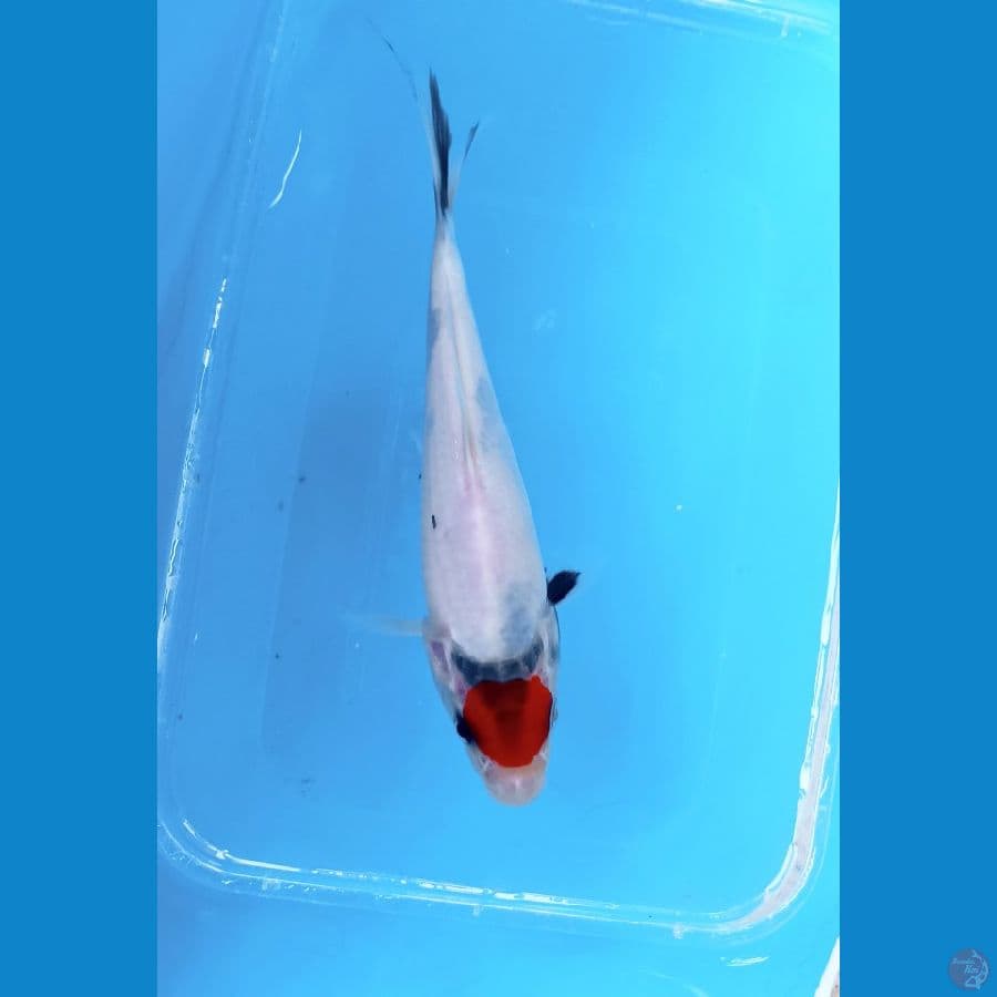 Tc showa 14cm