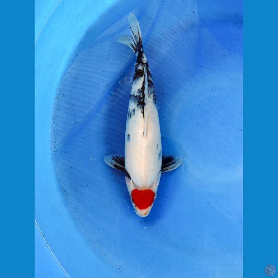 tancho showa bulky 35 cm an 