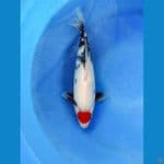 tancho showa bulky 35 cm an 