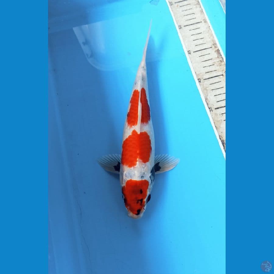 Kin showa 28cm