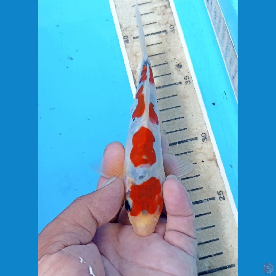 Showa doit tategoi 18cm