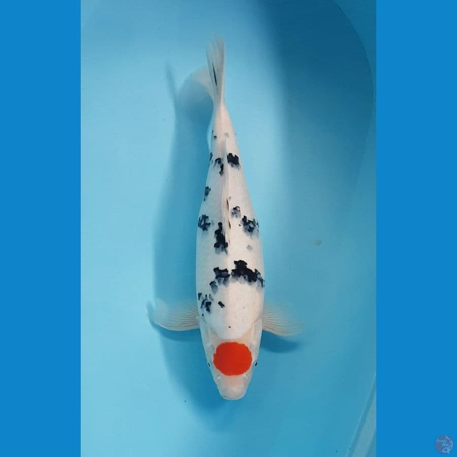 TANCO SANKE 43cm