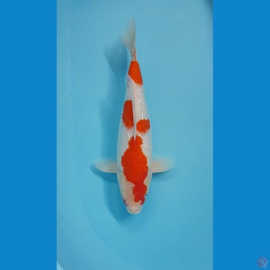KOHAKU GINRIN MULUS 38cm