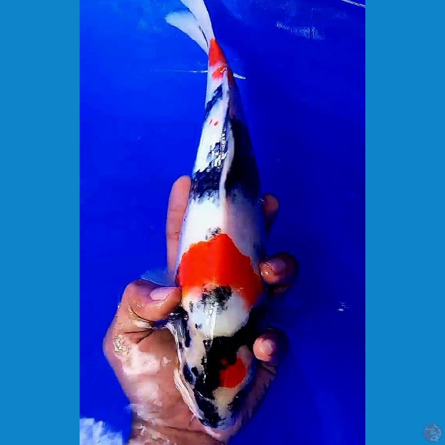 showa maruten 31 cm