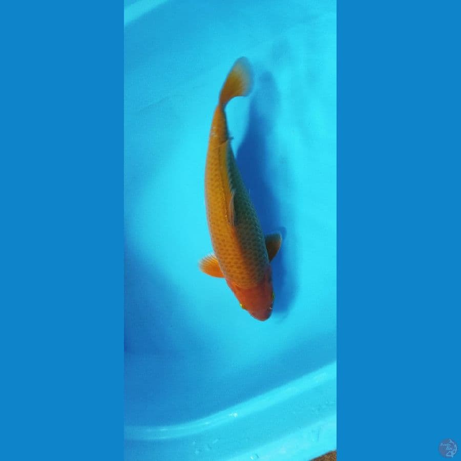 CHAGOI TEMBAGA 33CM MALE