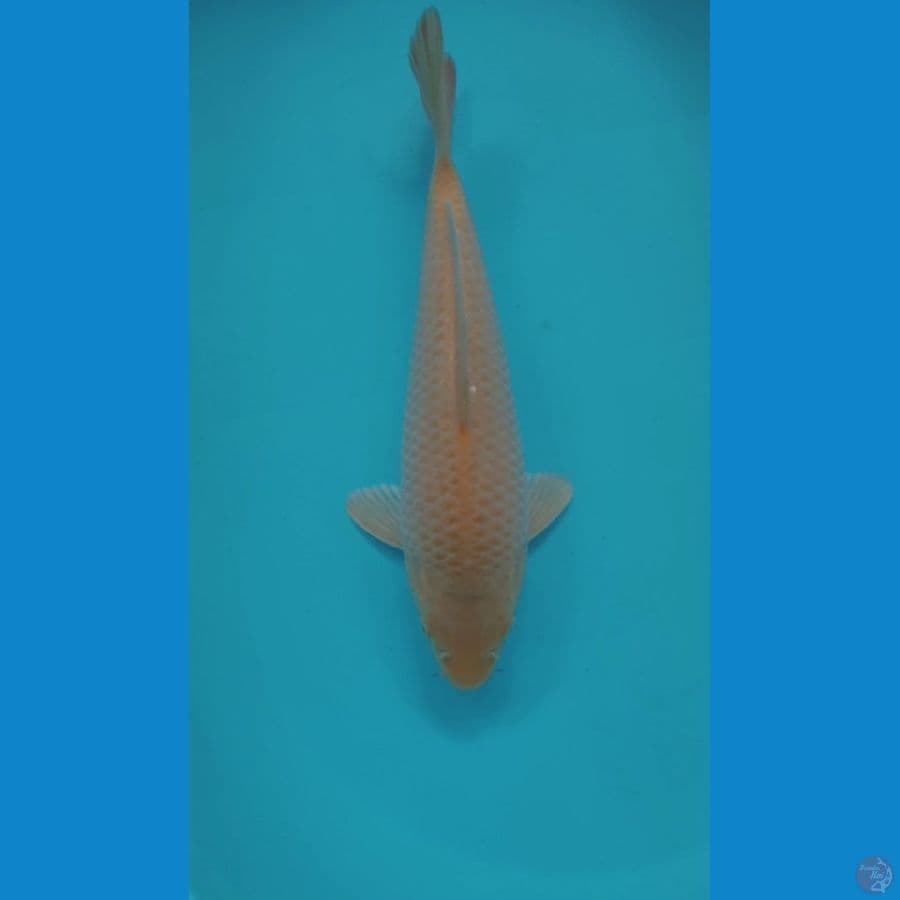 KARASI CORN 33CM MALE