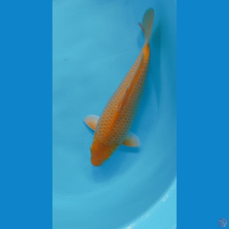 KARASI CORN 32CM MALE