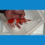 sanke doit bahan kipingan 18 cm