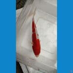 kohaku doit 18 cm bahan kipingan putih merah merona