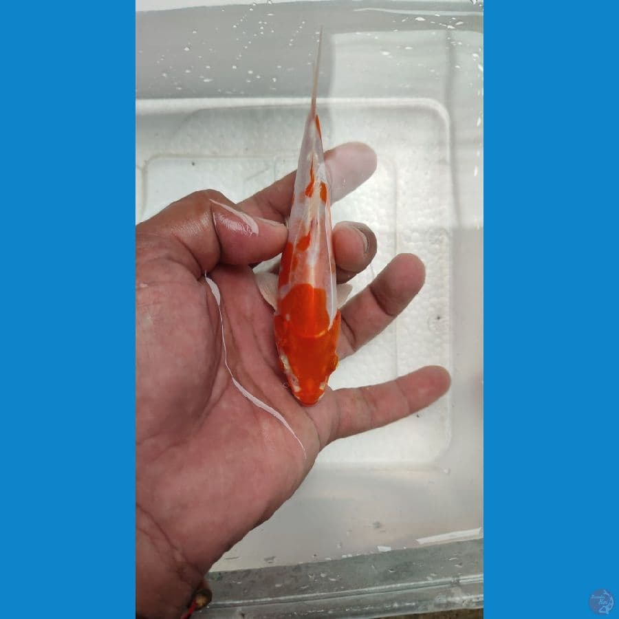 kohaku hikari/kikushui 13 cm