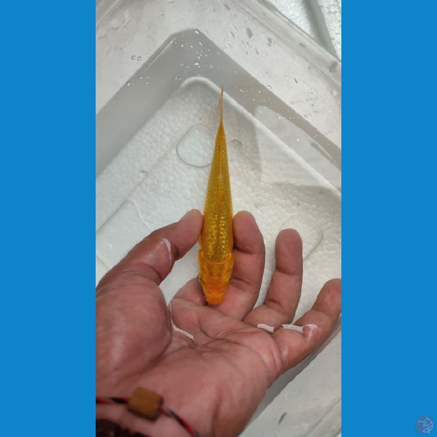 karasi ginrin 11 cm bahan kipingan