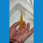 karasi ginrin 11 cm bahan kipingan 