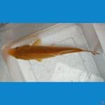 karamel jagung 20 cm