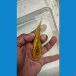 midori dengan ginrin padat 14 cm