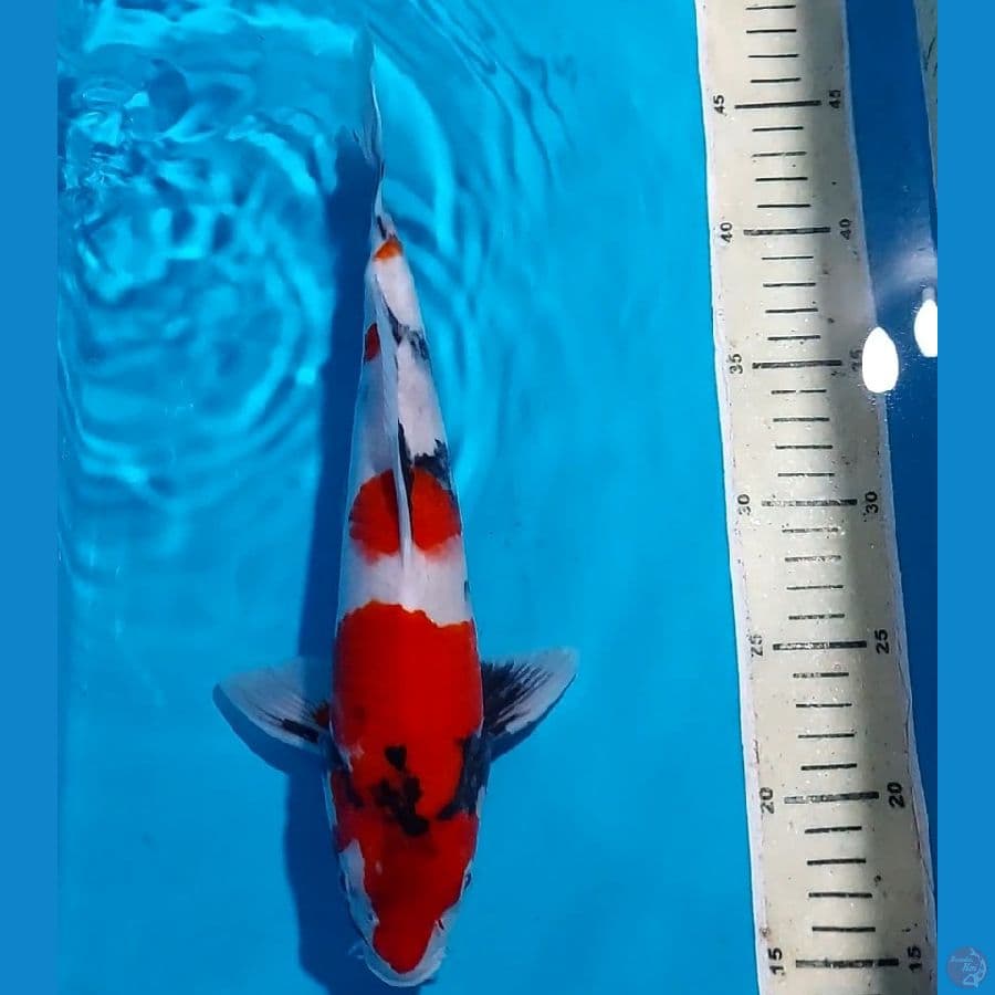 SHOWA 31 CM